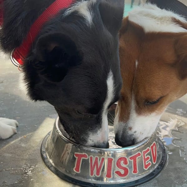 Two dogs, one black and white, one brown and white, drinking from a "TWISTED" branded water bowl.